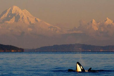 Whale Watching Washington (Bellingham, WA) 2020 Review & Ratings