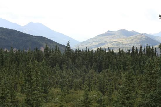 Alaskan Spruce Cabins Healy Ak What To Know Before You Bring