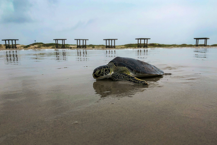 9 Best Beaches in Texas for Families | Family Vacation Critic