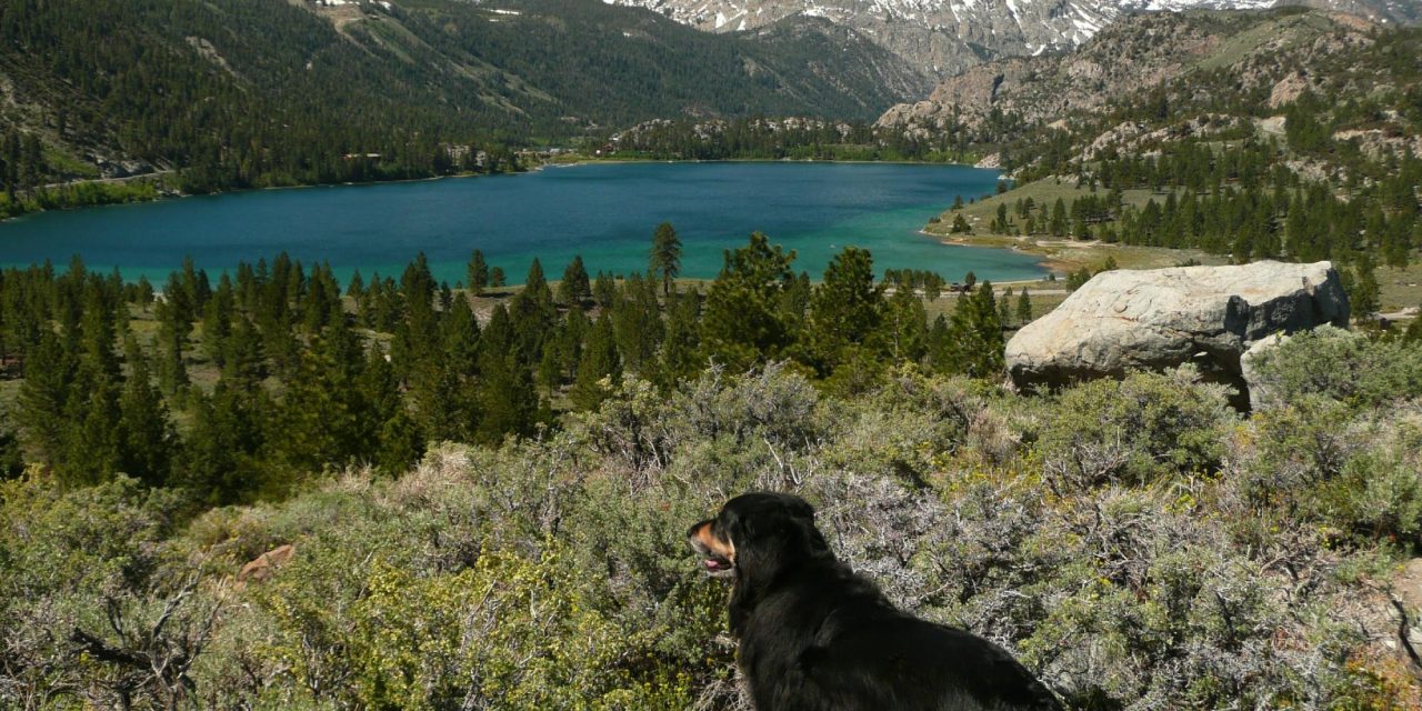 June Lake Villager (June Lake, CA): What to Know BEFORE You Bring Your ...