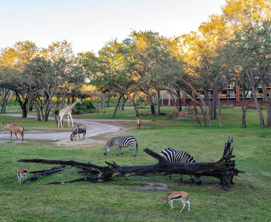 Disney's Animal Kingdom Lodge (Orlando, FL): What to Know BEFORE You