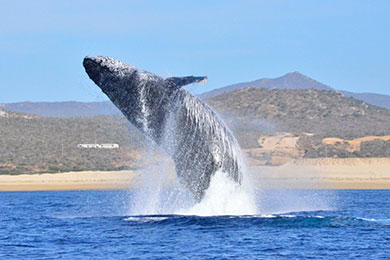 Whale Watch Cabo (Cabo San Lucas, Los Cabos) 2023 Review & Ratings ...