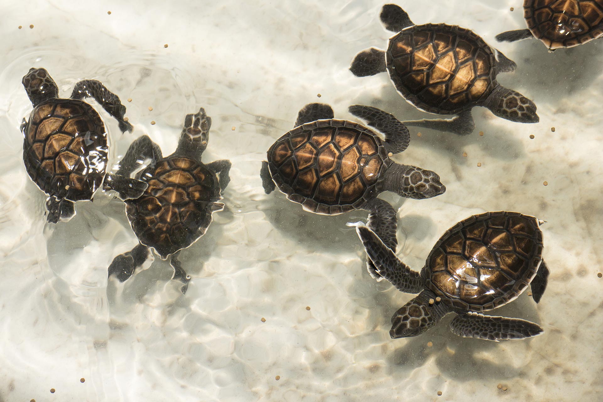 Sea Turtles in Nevis, Caribbean