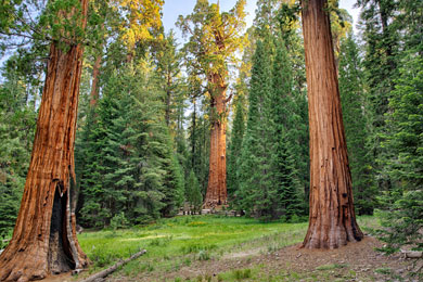 General Sherman Tree (Sequoia and Kings Canyon National Park, CA) 2023 ...