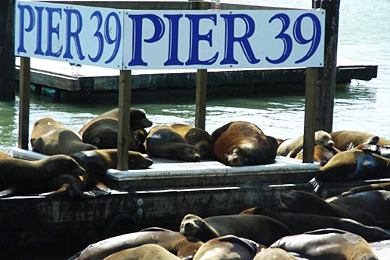 Pier 39 (San Francisco, CA) 2023 Review & Ratings | Family Vacation Critic