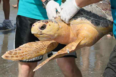 Tybee Island Marine Science Center (Tybee Island, GA) 2023 Review ...