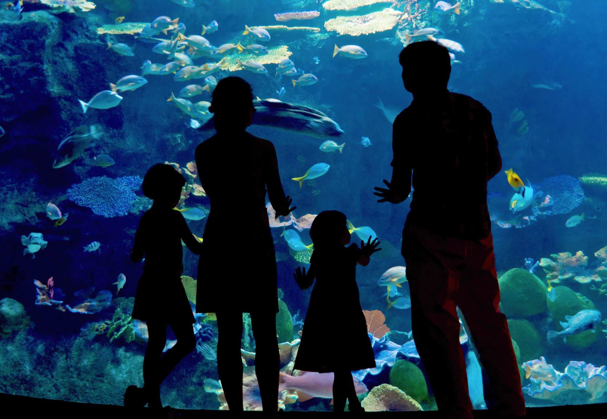 the-best-aquariums-in-the-u-s-family-vacation-critic