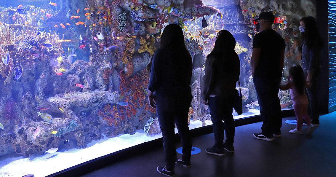 The Best Aquariums in the U.S. Family Vacation Critic